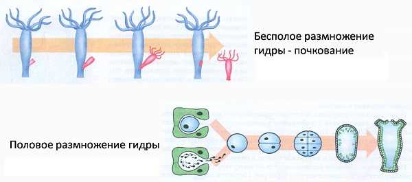 Сайт kraken darknet